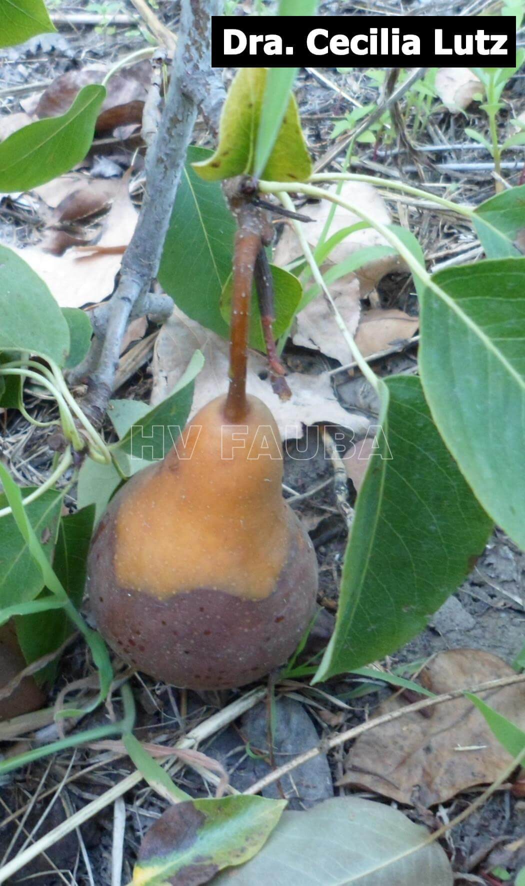 Podredumbre de los frutos en Peral: Cómo se reconoce y se trata eficazmente