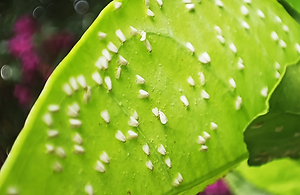 Whitefly on Ornamental Plants: How to Recognize and Treat It Effectively