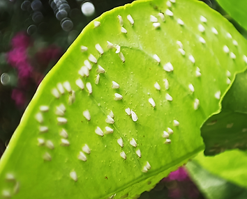 Aleurodes sur les plantes – symptômes et dégâts