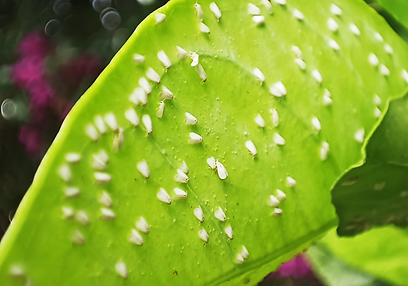 Whiteflies on plants – symptoms and damage