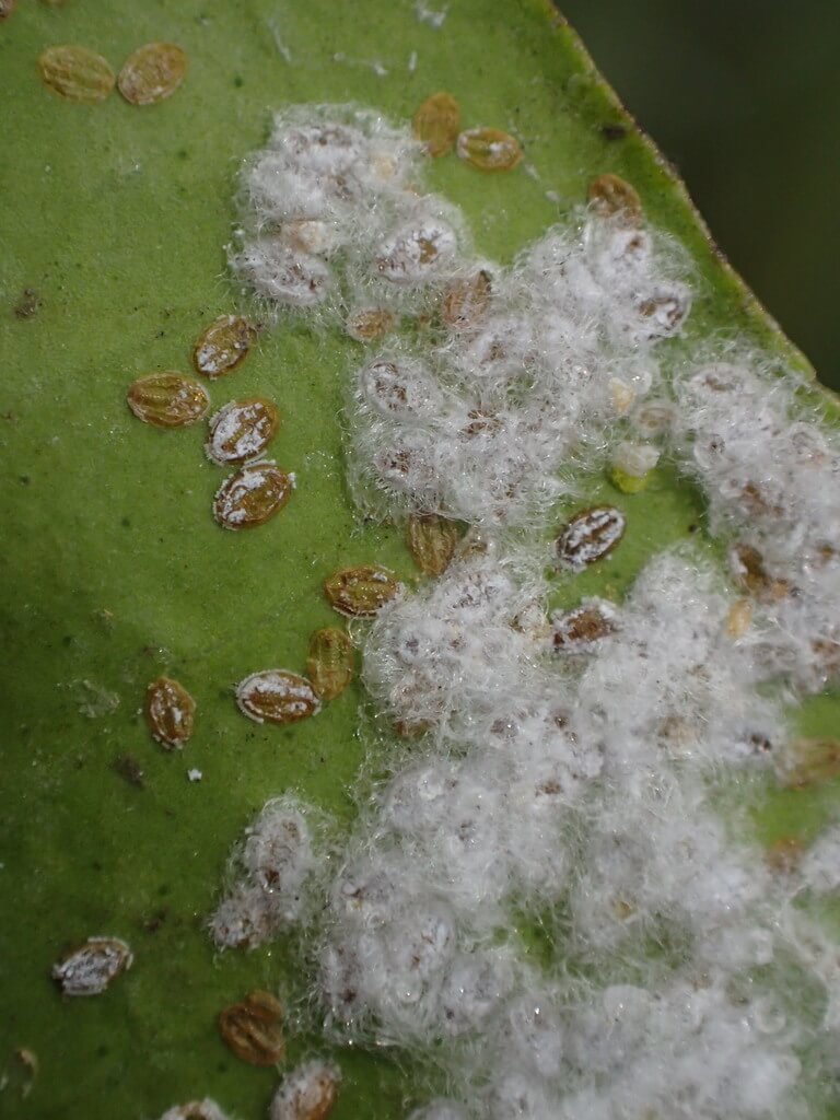 Mosca blanca en Cítricos: Cómo se reconoce y se trata eficazmente