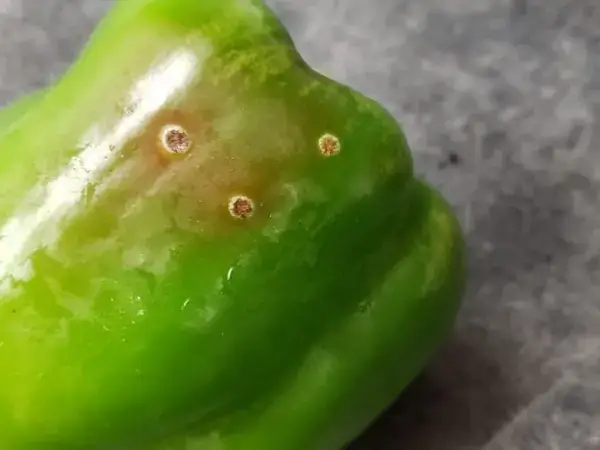 Gale bactérienne du poivron : comment la reconnaître et la traiter efficacement