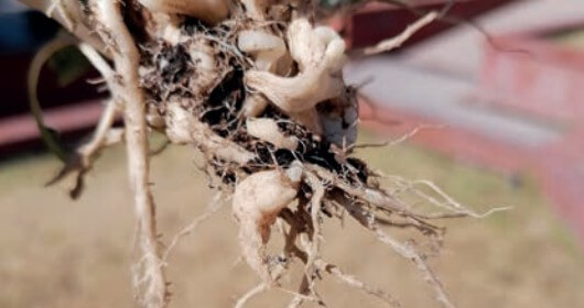 Hernia de las cruciferas o clubroot: qué es, cómo se origina y cómo eliminar de forma efectiva