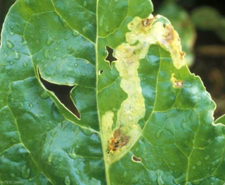 Dégâts causés par la mouche de la betterave sur les betteraves de table