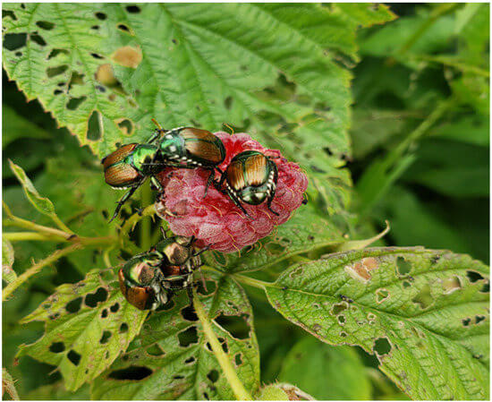 Cómo reconocer y combatir escarabajo japonés en frambuesa