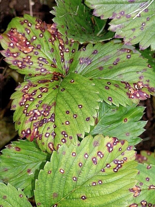 Mancha púrpura en Fresa: Cómo se reconoce y se trata eficazmente