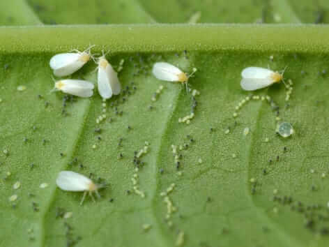 Whitefly: Symptoms and Damage on Lettuce