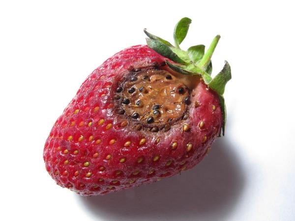 Antracnosis en frutos: Cómo se reconoce y se trata eficazmente