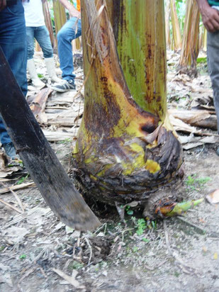 Éléphantiasis : symptômes et dégâts sur les bananiers