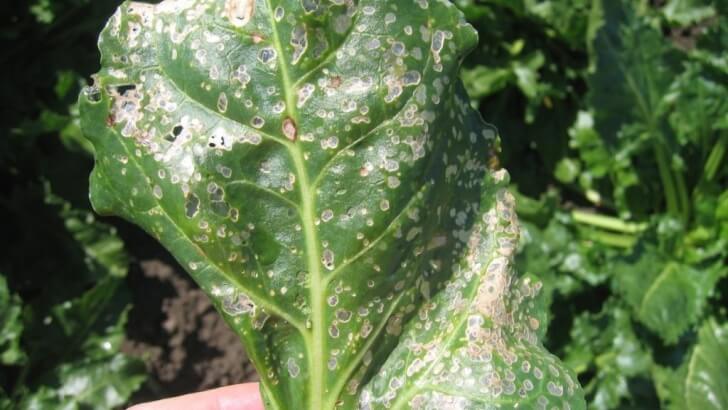 Cassidy: Symptoms and Damage in Sugar Beet