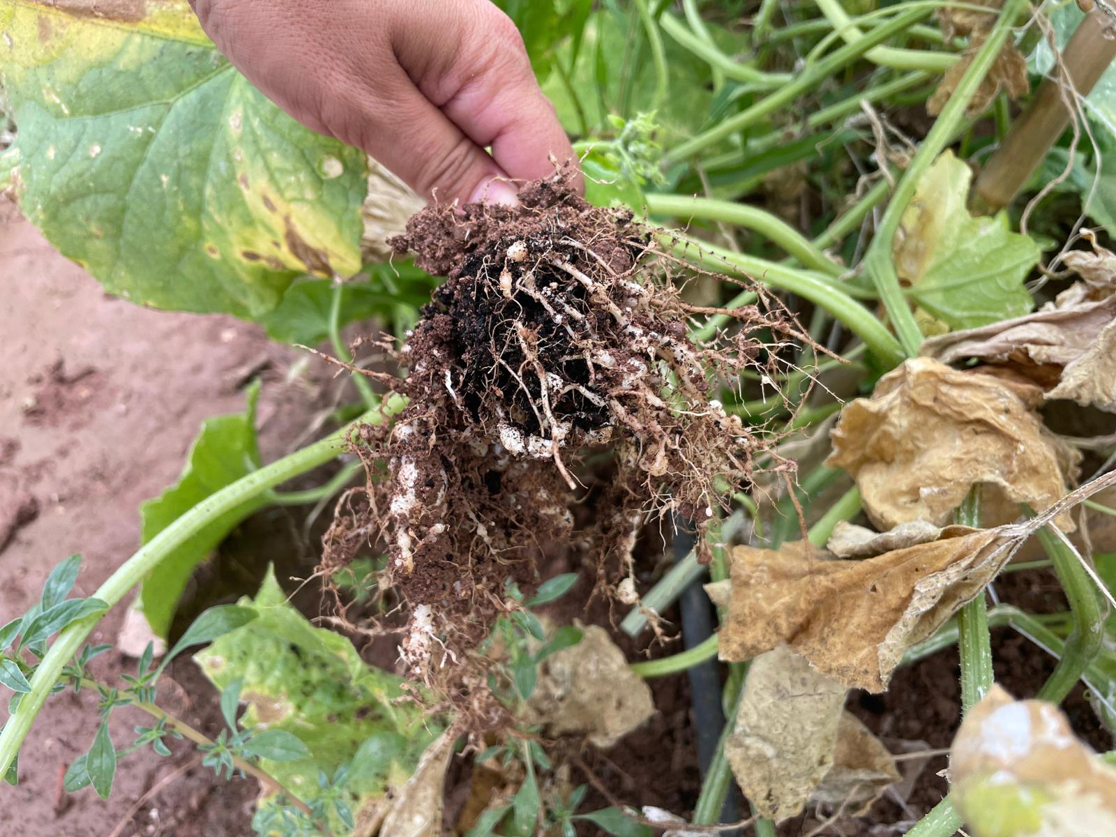 Comment reconnaître et combattre les nématodes à galles chez les courges