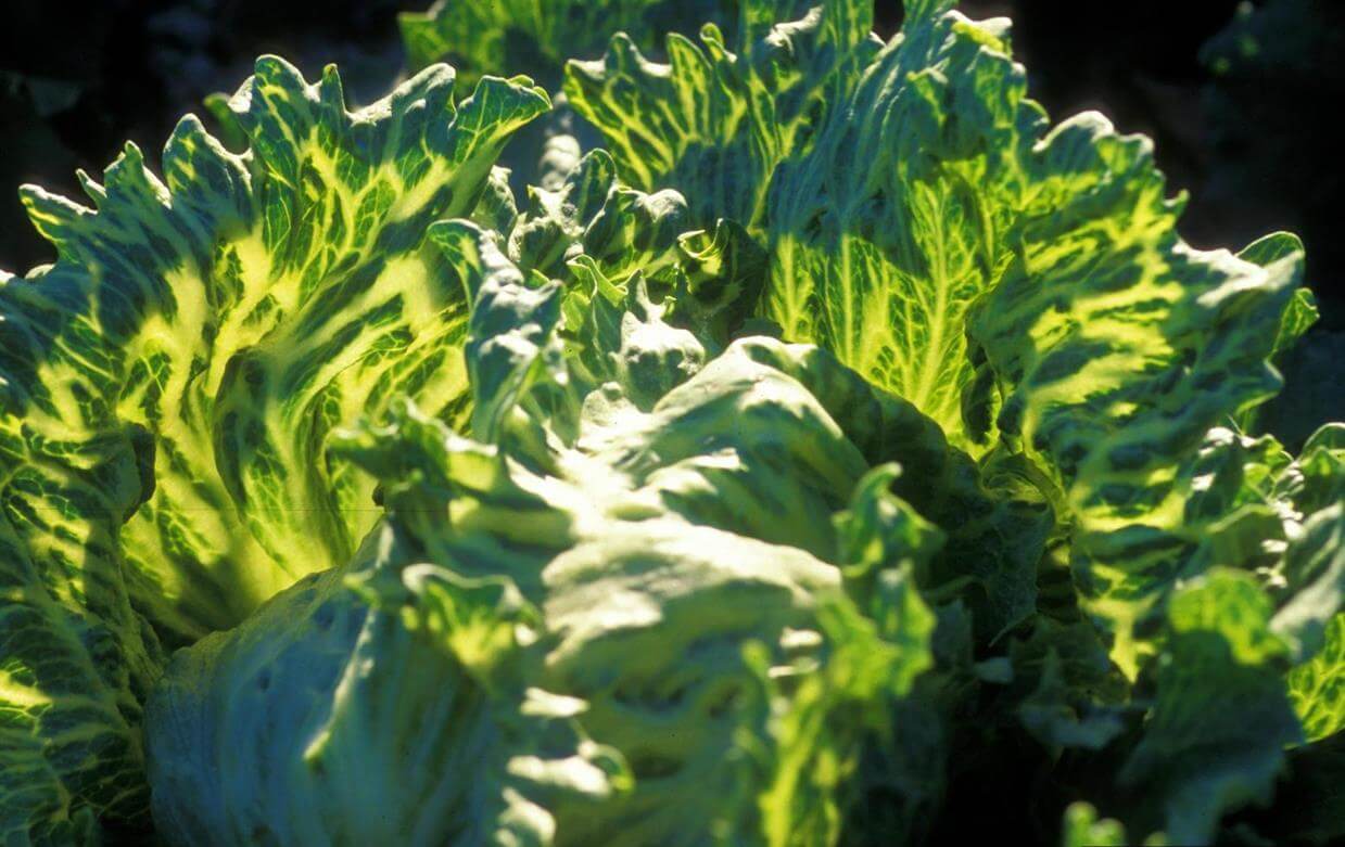 Virus de la mosaïque de la laitue et des plantes similaires | idMicrobe