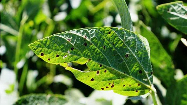 Tizón bacteriano en soja | idMicrobe