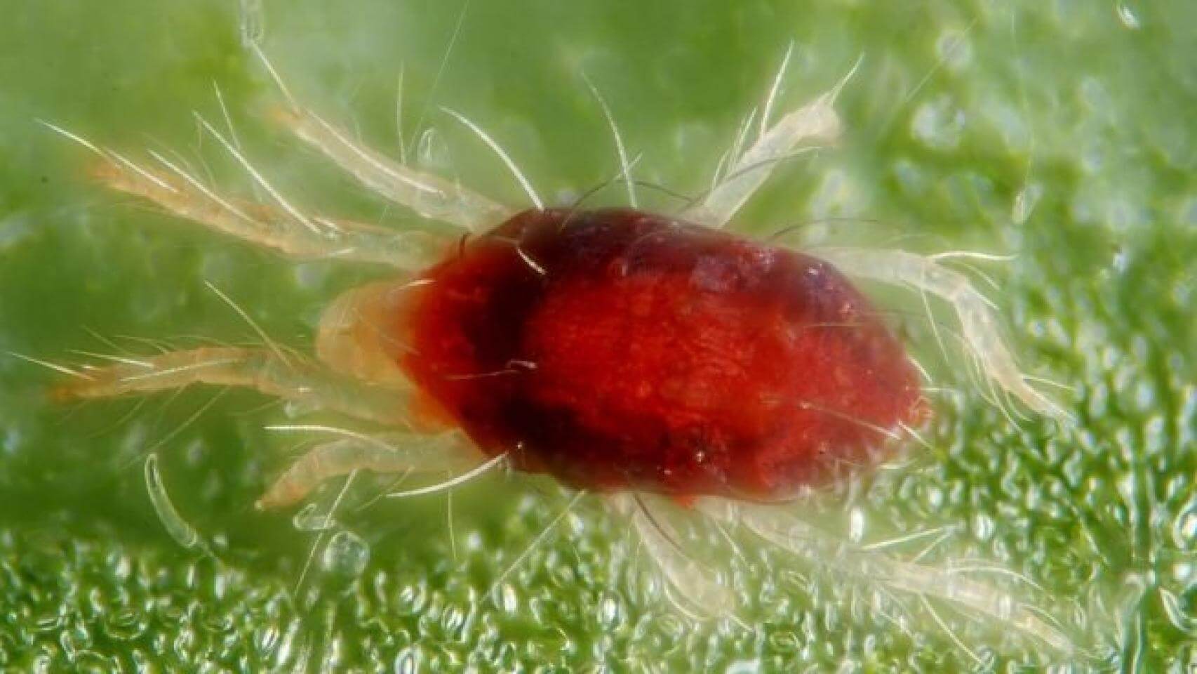 Araña roja en Fresa: Cómo se reconoce y se trata eficazmente