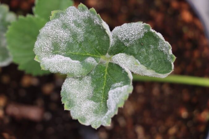 How to recognize and combat powdery mildew in strawberries