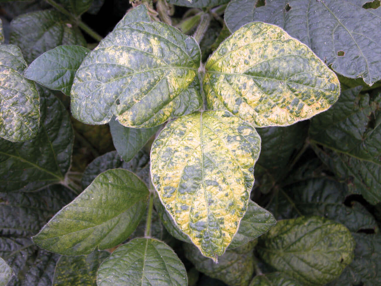 How to recognize and combat alfalfa mosaic virus in soybeans