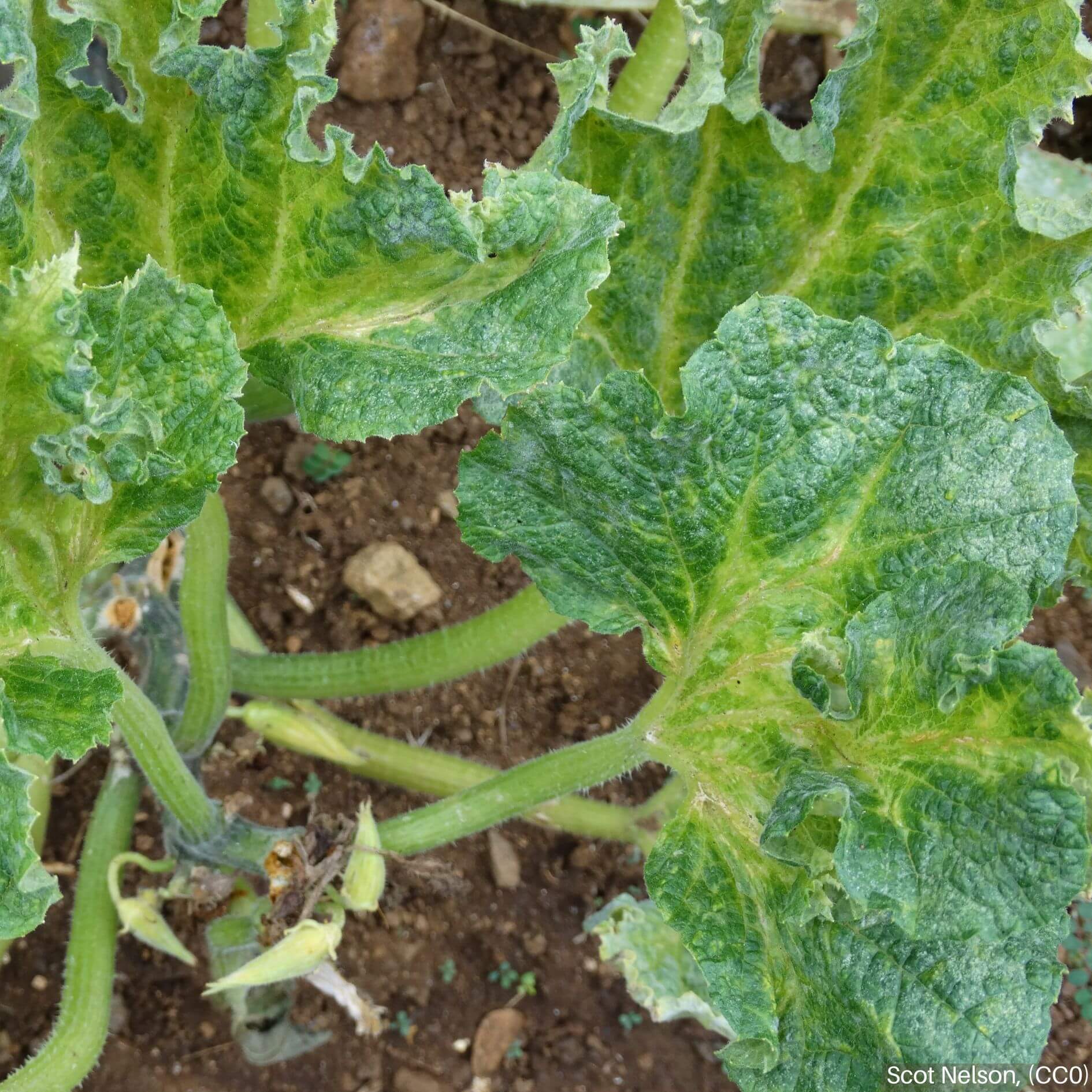 Virus del mosaico amarillo del calabacín: Síntomas y daños en Calabaza