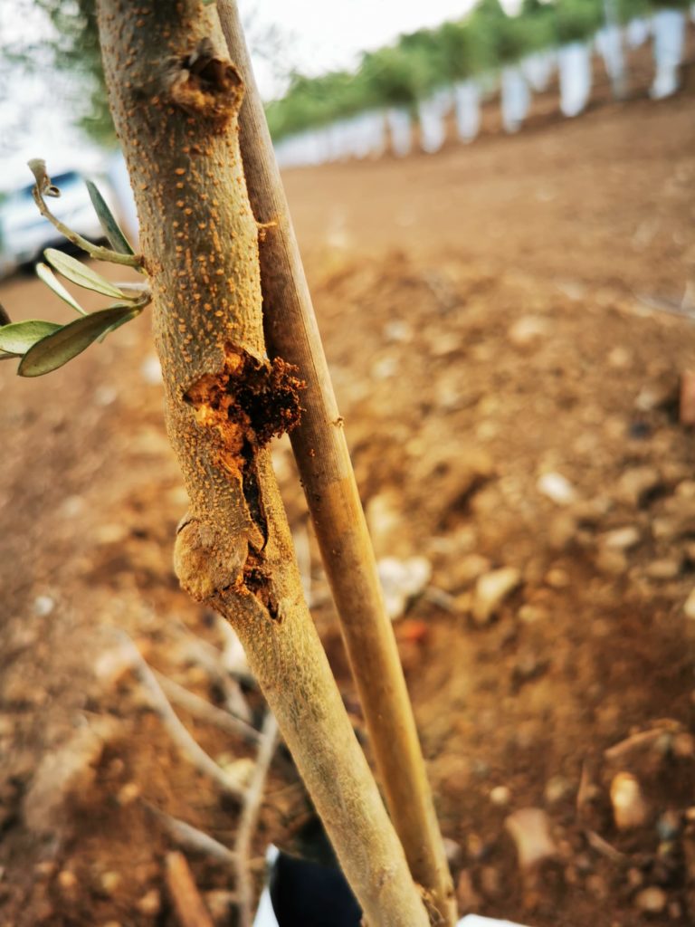 Dégâts de l’abichado sur une plante