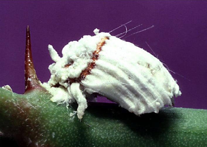 Cochinilla acanalada en rosal | idMicrobe