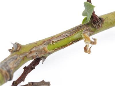 Cancro o chancro del tallo en arándano | idMicrobe