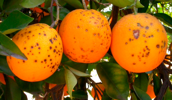 Cómo reconocer y combatir la alternariosis en los frutos