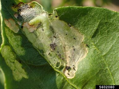 Dégâts causés par les vers dans les myrtilles