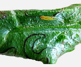 Minador de los cítricos en Naranjo: Cómo se reconoce y se trata eficazmente