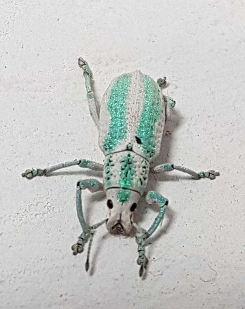 Burrita de la Virgen o picudo de la mora en Mora: Cómo se reconoce y se trata eficazmente