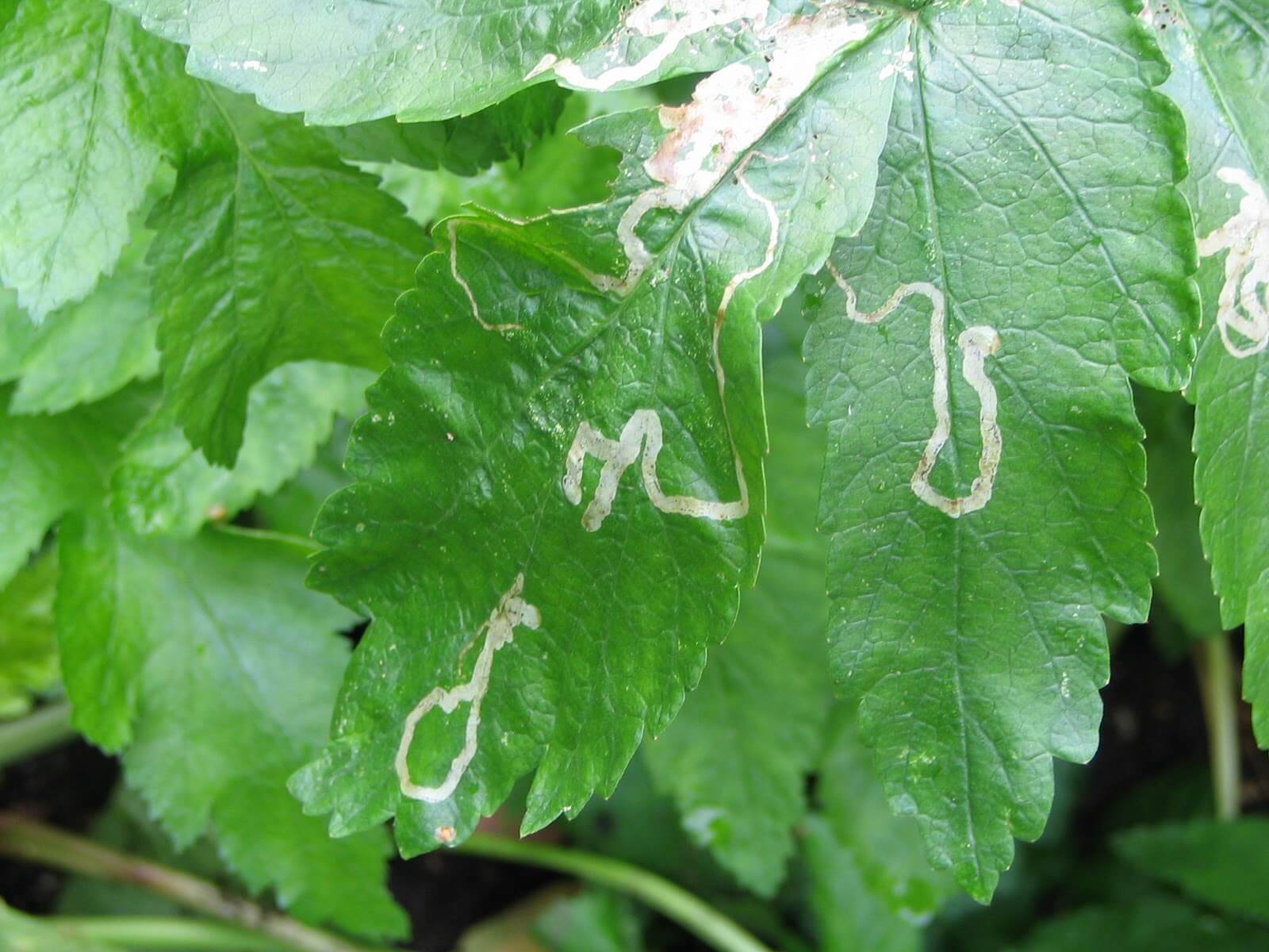 Minador en apio | idMicrobe