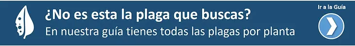 Consulta la guía de plagas de plantas y obtén los tratamientos químicos, ecológicos y caseros - idMicrobe