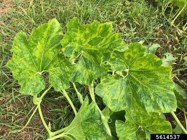 Virus del mosaico del pepino en calabaza | idMicrobe