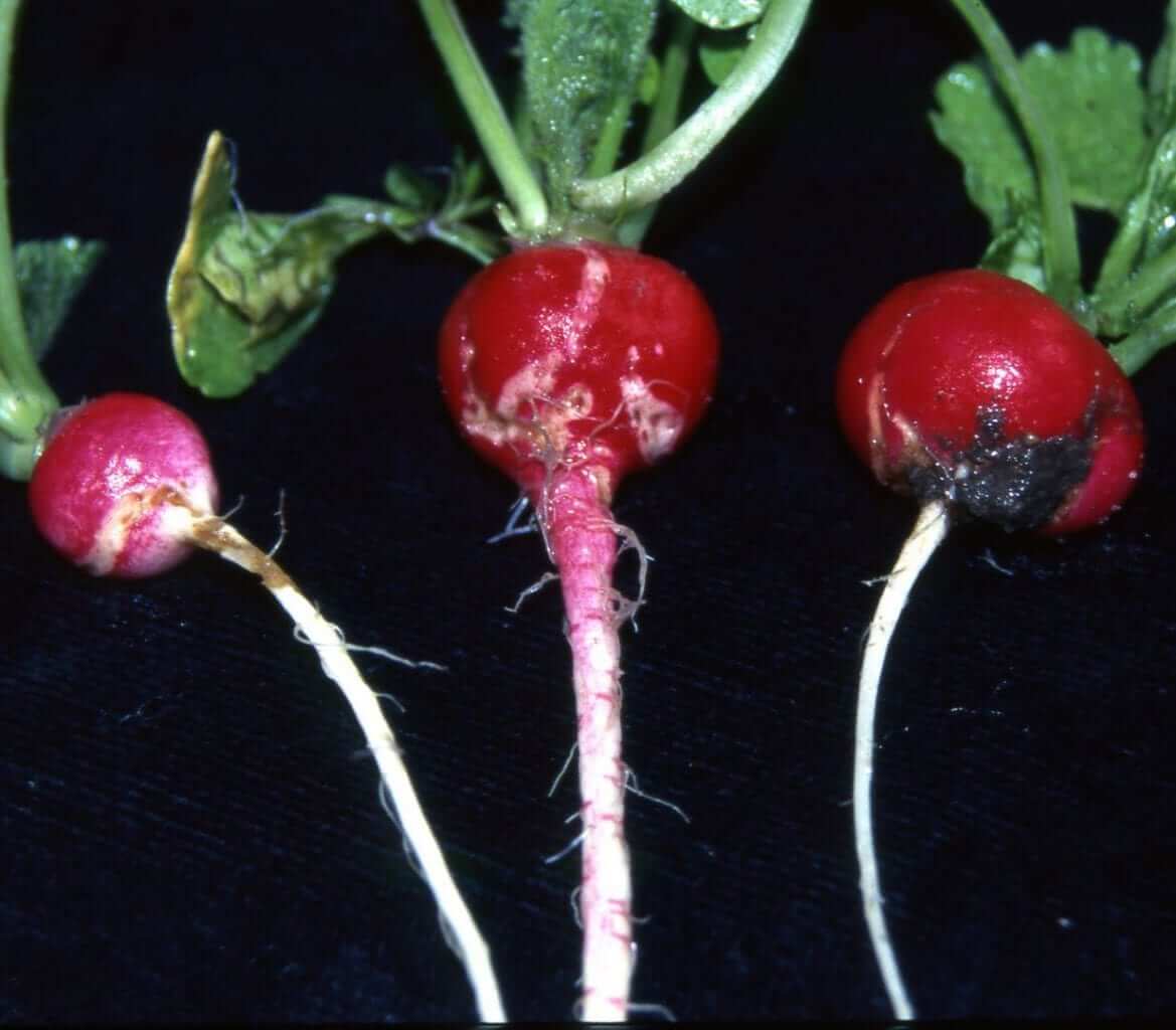 Black radish root | idMicrobe