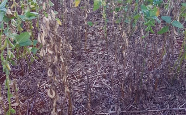 Podridão cinzenta na soja: como reconhecê-la e tratá-la eficazmente