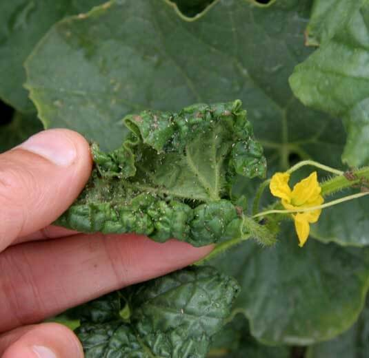 Daños causados por Pulgón en Calabaza