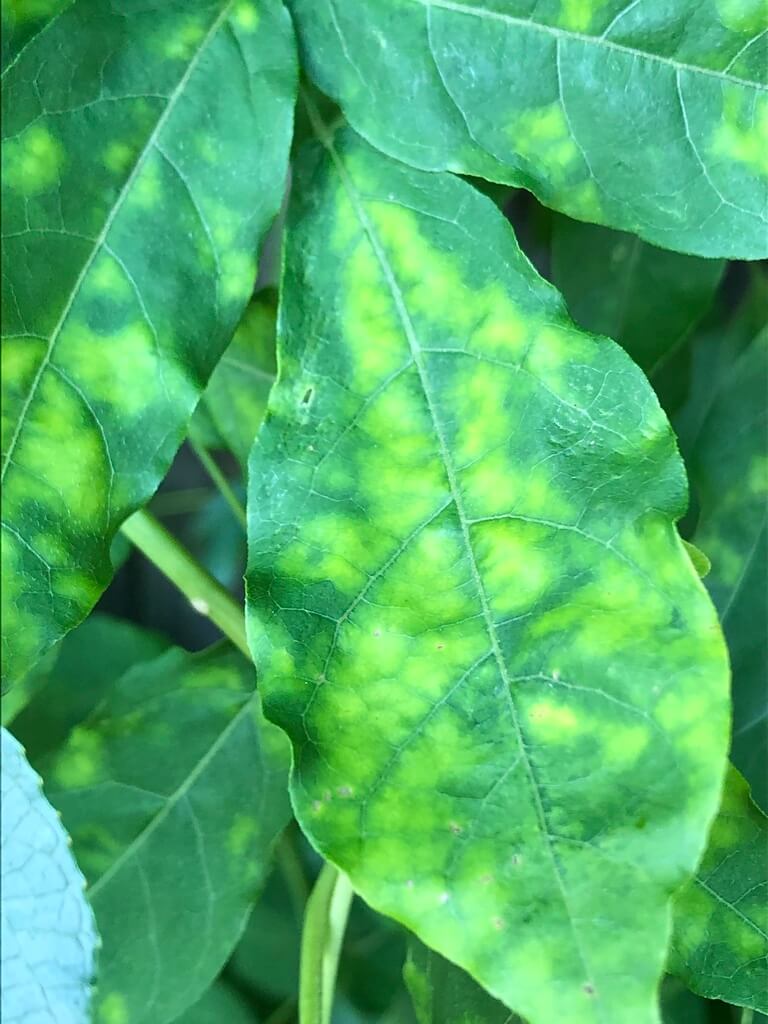 Mosaïque chlorotique : symptômes et dommages chez le quinoa