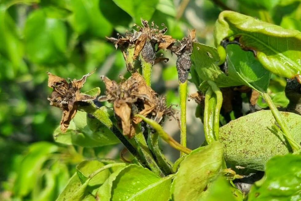 Cáncer bacteriano en frutales de pepita | idMicrobe