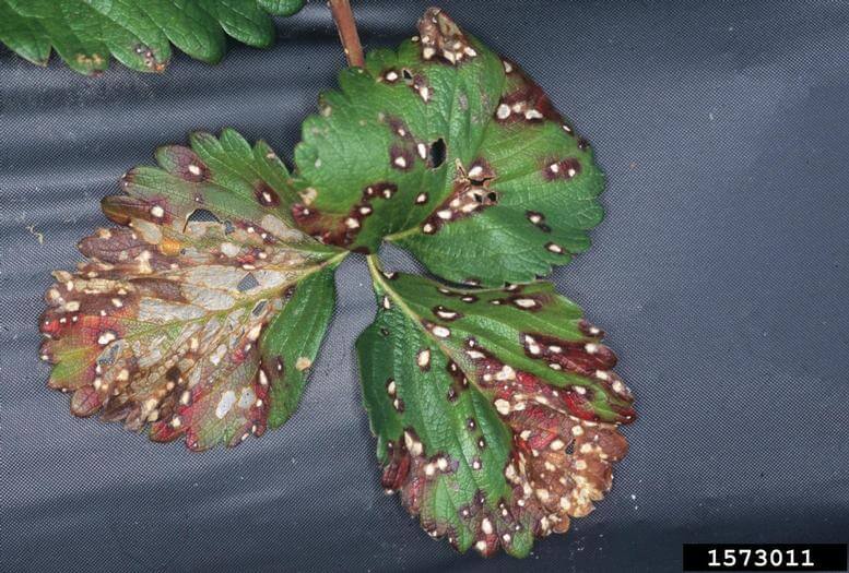 Mancha púrpura en fresa | idMicrobe