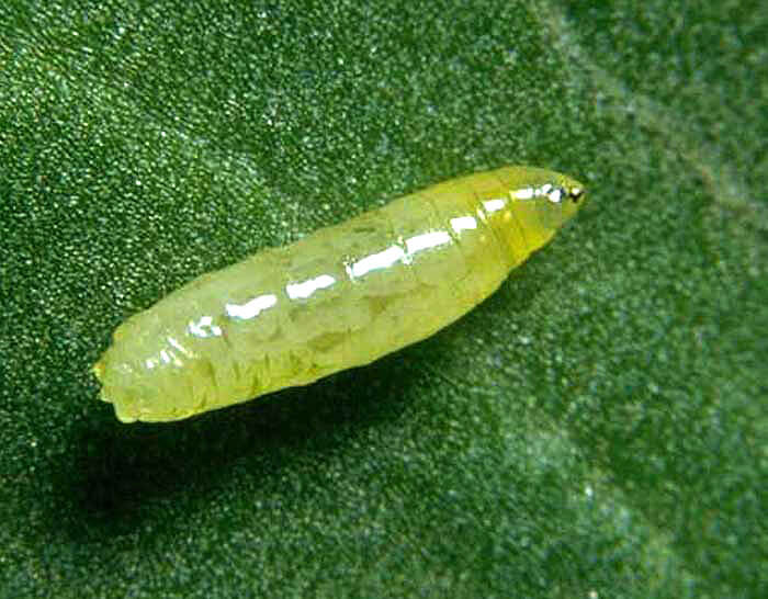 Minador: Síntomas y daños en Apio