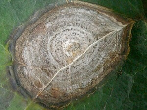 Phomosis: Symptoms and Damage in Sugar Beet