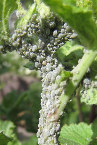 Pulgão: Sintomas e danos no rabanete