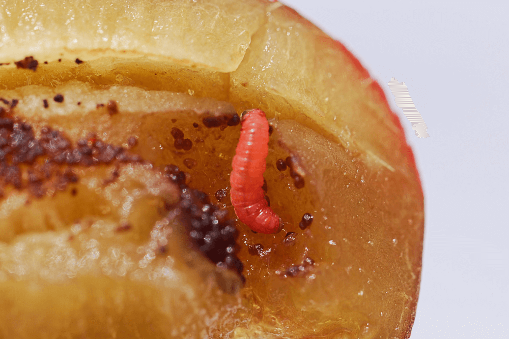 Traça-oriental do pêssego: como reconhecê-la e tratá-la com eficácia