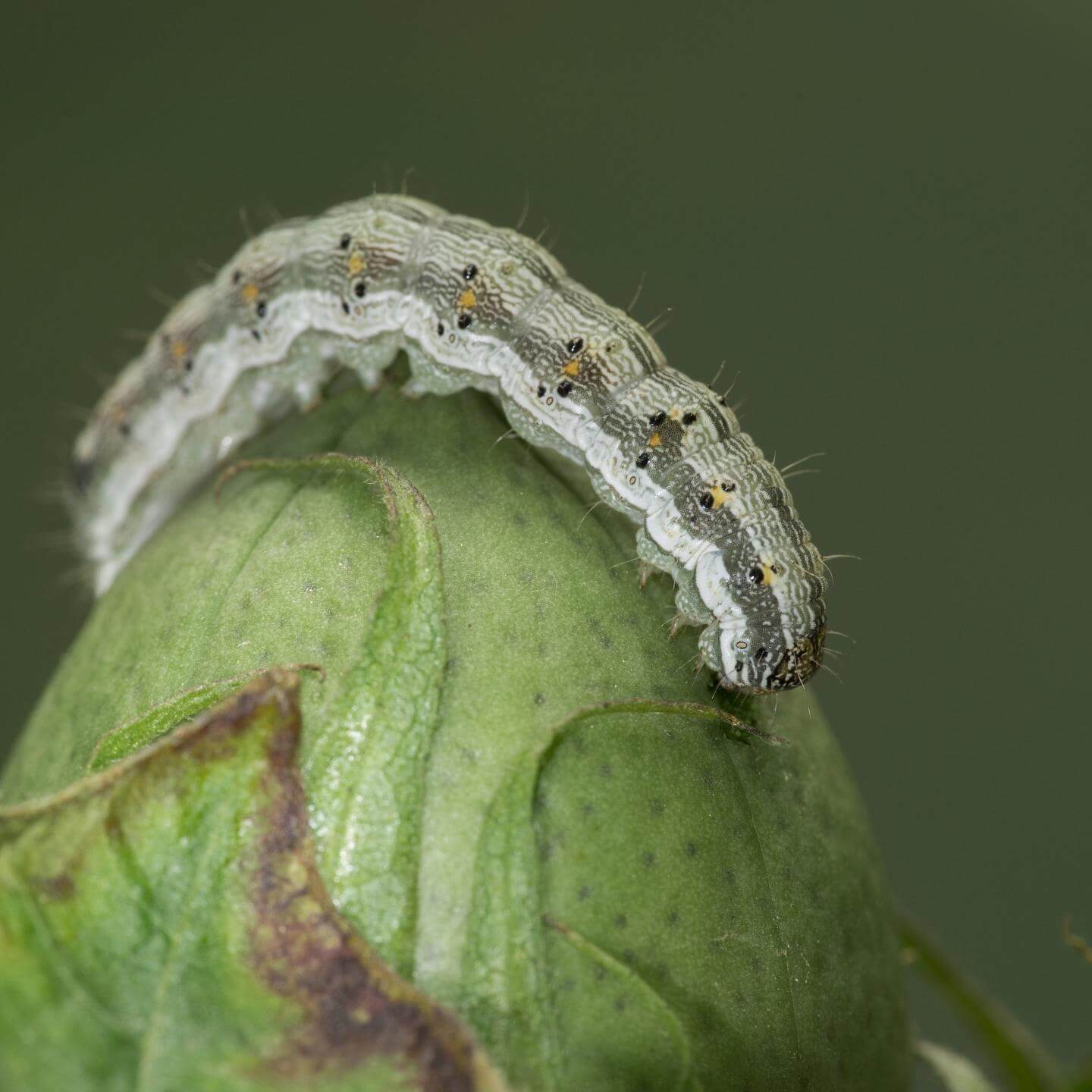Heliothis on lettuce | idMicrobe