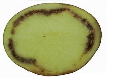 Potato brown rot or bacterial wilt | idMicrobe