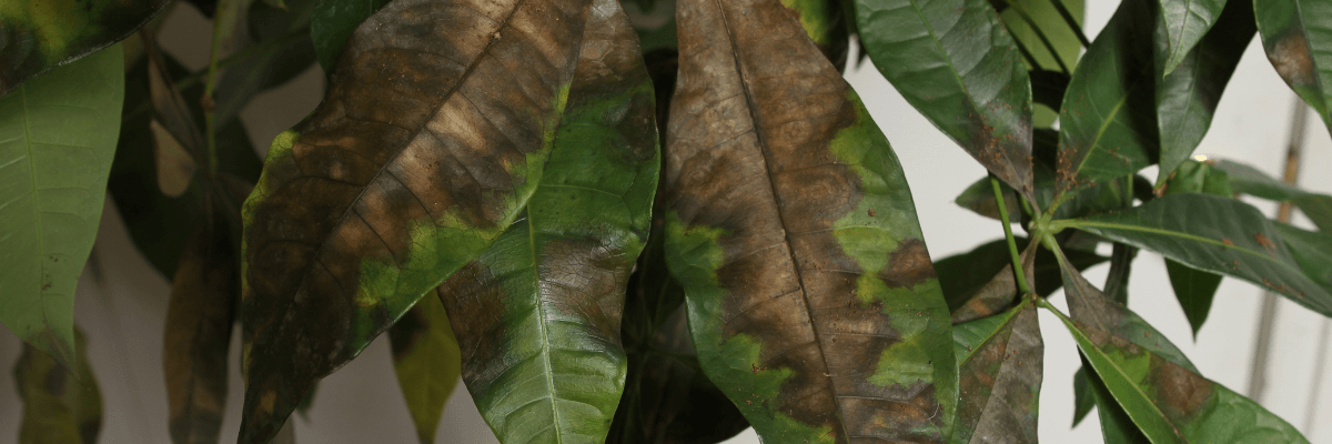 Danos causados pela gomose no abacate