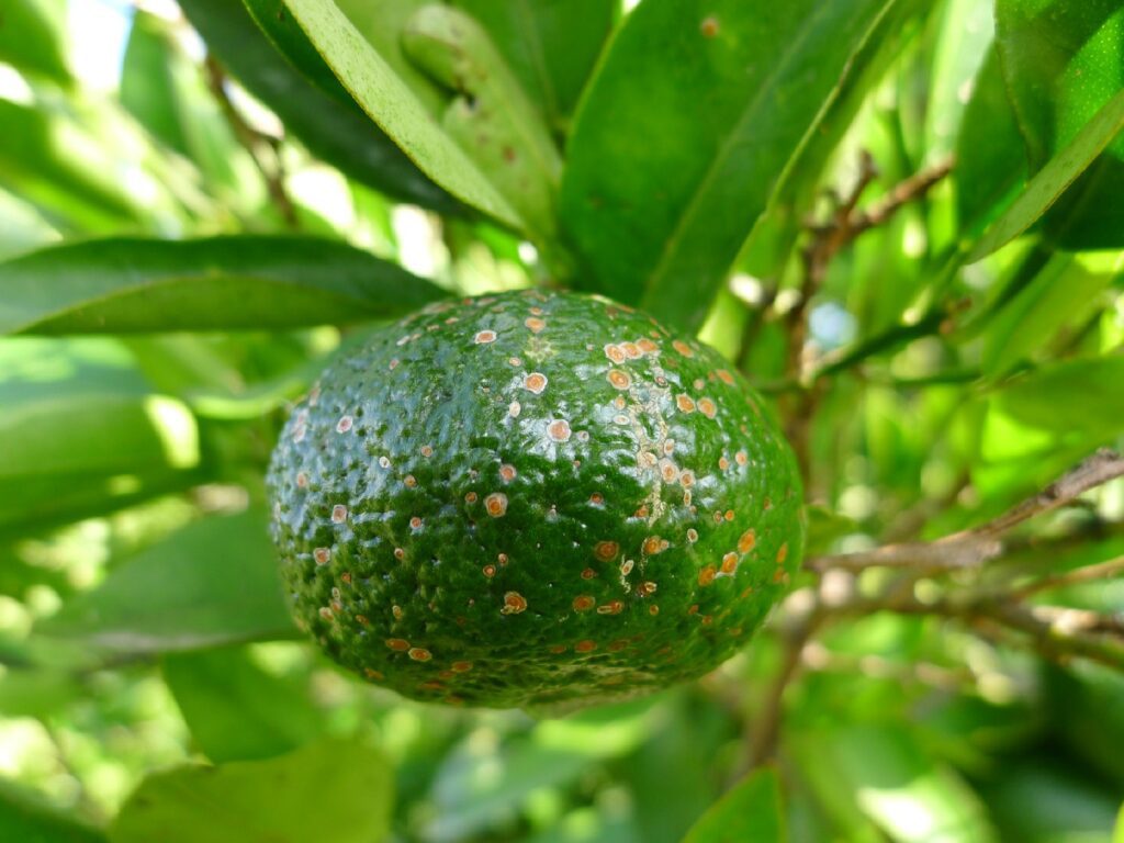 Piojos o escamas: Síntomas, daños y soluciones en frutos