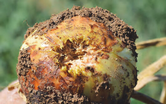 Danos causados pela murcha de Fusarium ou murcha basal em cebolas