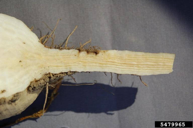 Rhizomania: Symptoms and Damage in Table Beet