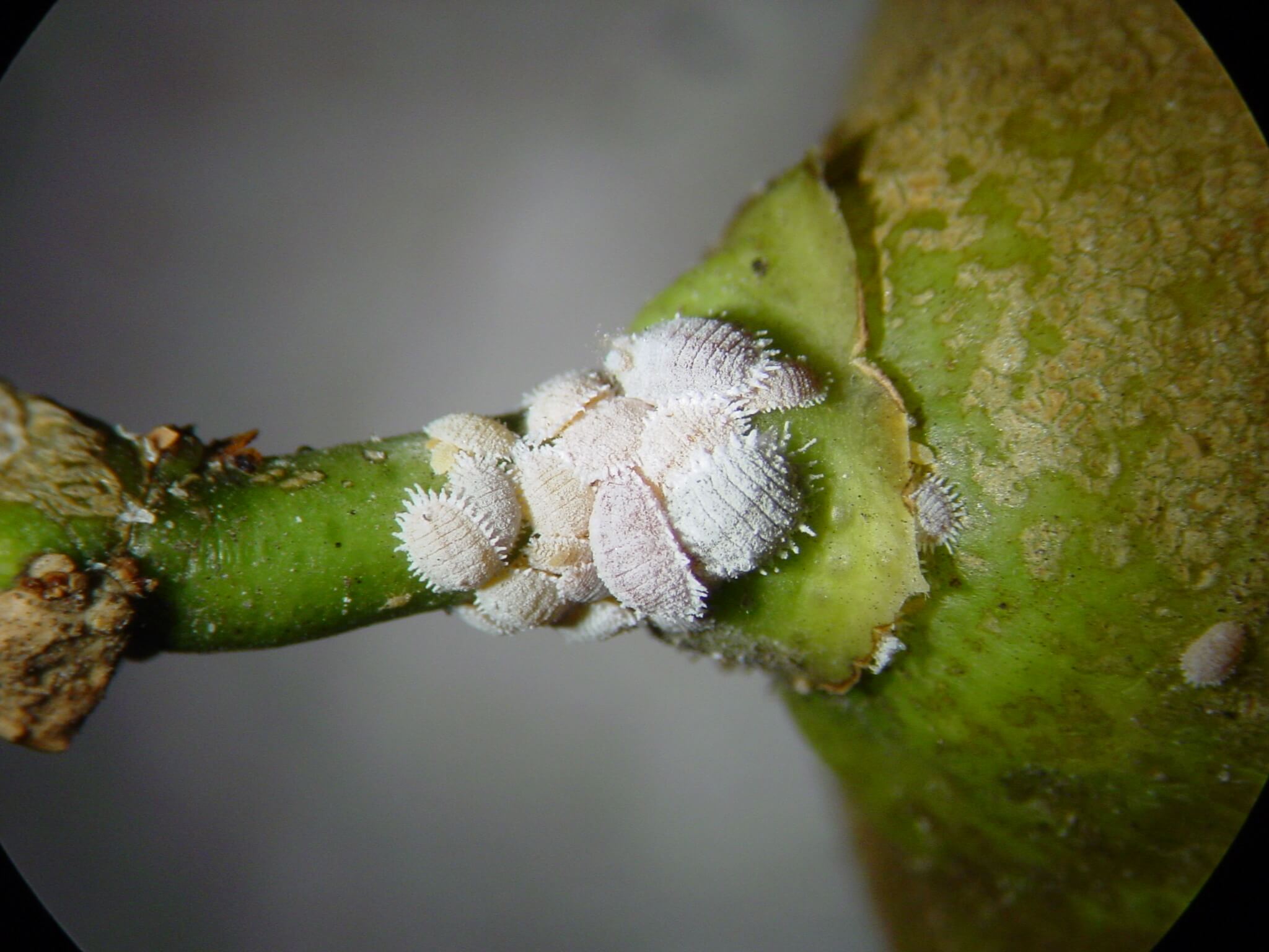 Cochinilla algodonosa en naranjo | idMicrobe