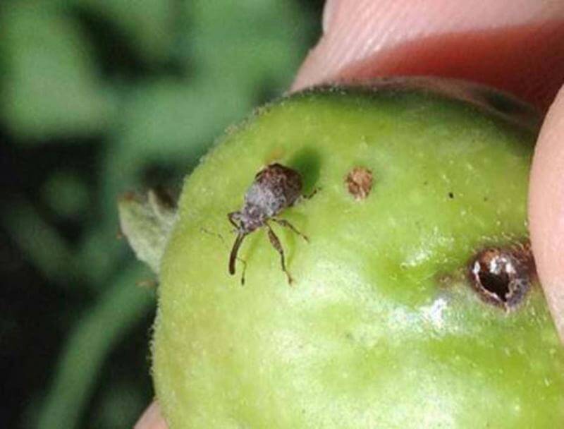 Vine weevil: Symptoms and damage in blueberries