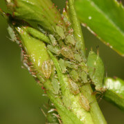 Pulgones en patata | idMicrobe